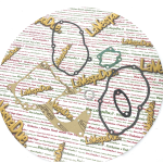 Guarnizioni motore per DUCATI PIUMA I S BRISK 50  